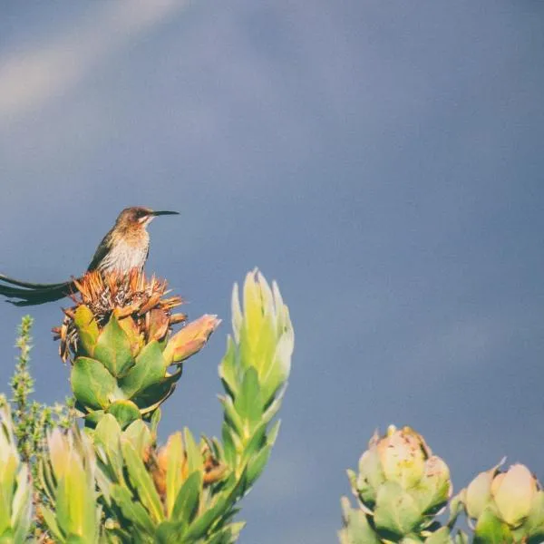 Wild Rescue Nature Reserve: Vermaaklikheid şehrinde bir otel