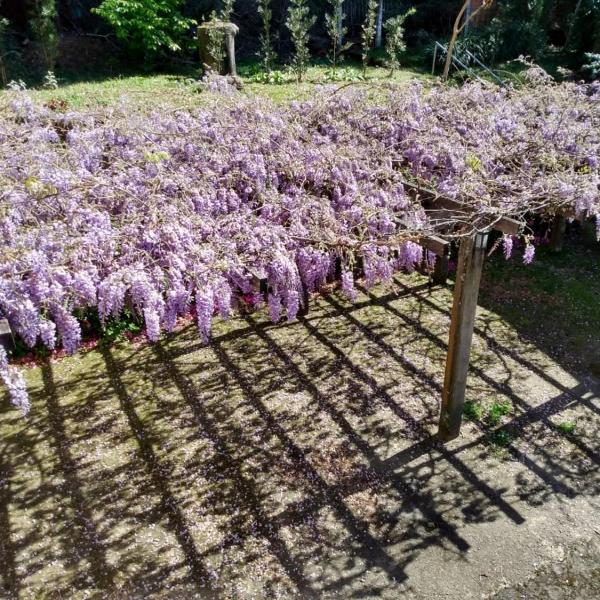 Apartamentos Aromas de Gramado - Bairro Centro - Foto 4