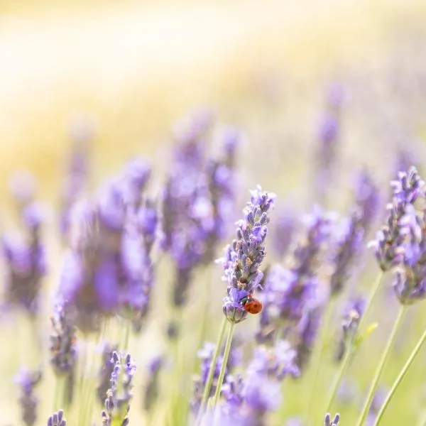 Agriturismo La Valle della Lavanda - Podere Mezzastrada、Faugliaのホテル