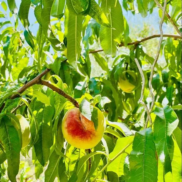 Apartman Tina, hotel v destinaci Murvica