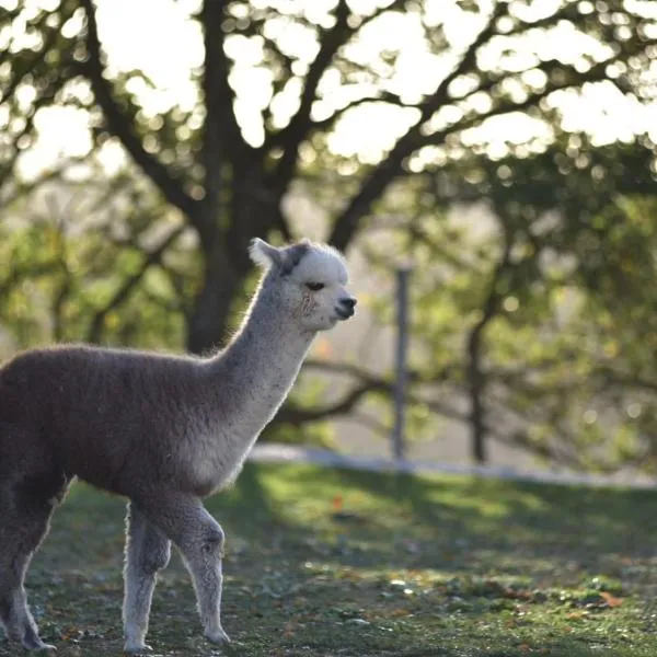 Agriturismo Il Beccafico Alpaca, hotel in Giomici