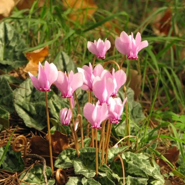 Casa Ciclamino, ξενοδοχείο σε Serrada