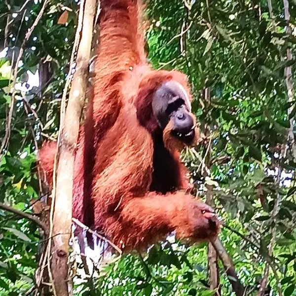 On The Rocks Bungalows, Restaurant and Jungle Trekking Tours, hotel di Bukit Lawang