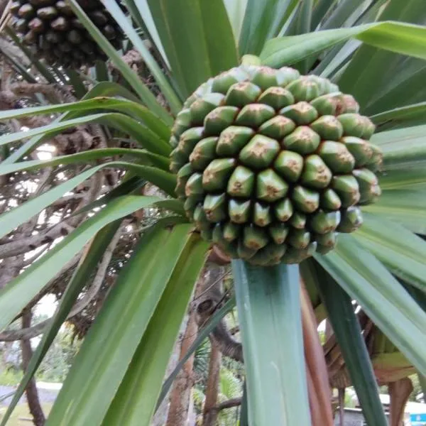 Le petit cactus 1, hôtel à Rivière du Mât-les Hauts