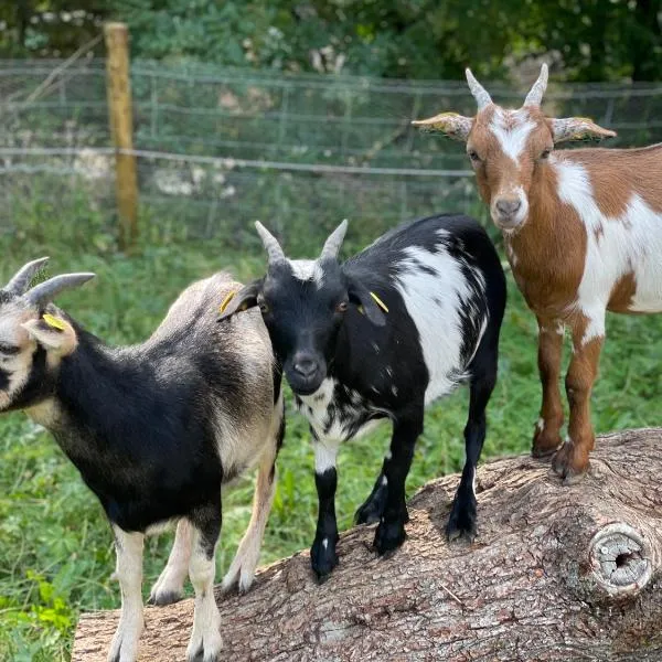 Eifel-Apartments Orsfeld - Apartments mit Tieren & Natur, hotel di Orsfeld