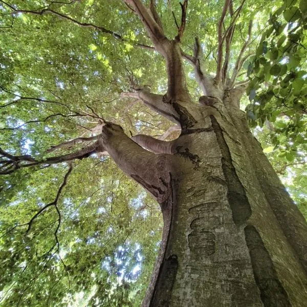 Tente Tipi en plein cœur d'une forêt โรงแรมในBurzet