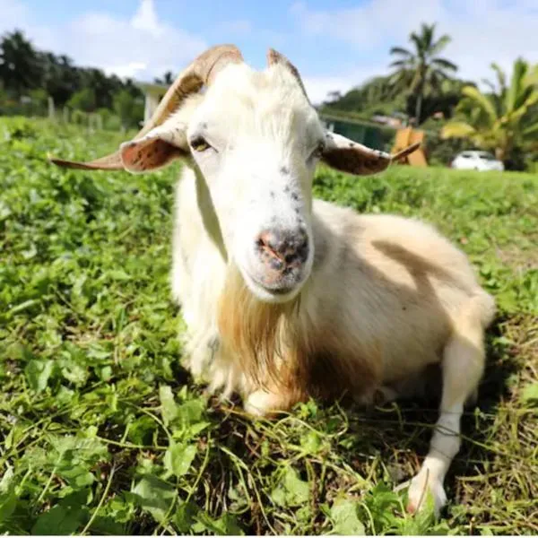 JO's Farmstay-charming holiday farm close to famous Muri Beach، فندق في راروتونغا