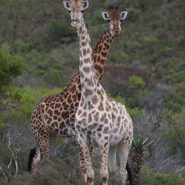 Garden Route Safari Camp – hotel w mieście Mossel Bay