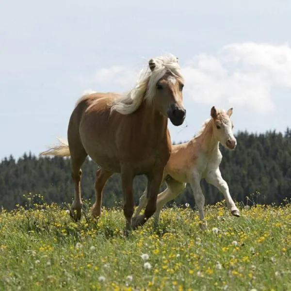 Haflinger Reiterhof Meura, hotel v destinaci Meura