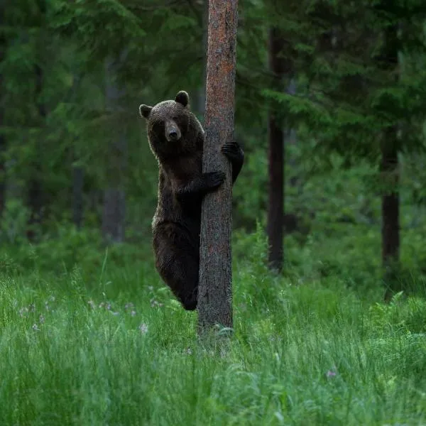 Bear Watching Hide of Alutaguse, hotel en Palasi