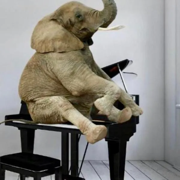 Elephant in my room, hotel em Dubrovnik