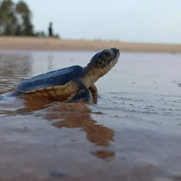 Turtle Watch Cabana, hotel v Tangalle