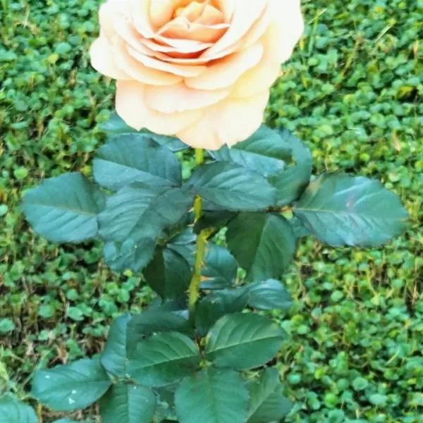 Bilocale Le Rose, hotel v destinaci Vada