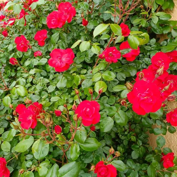 La maison des roses – hotel w mieście Chadrac