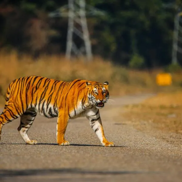 Wild Planet Eco Retreat, hotel in Tīkāpur