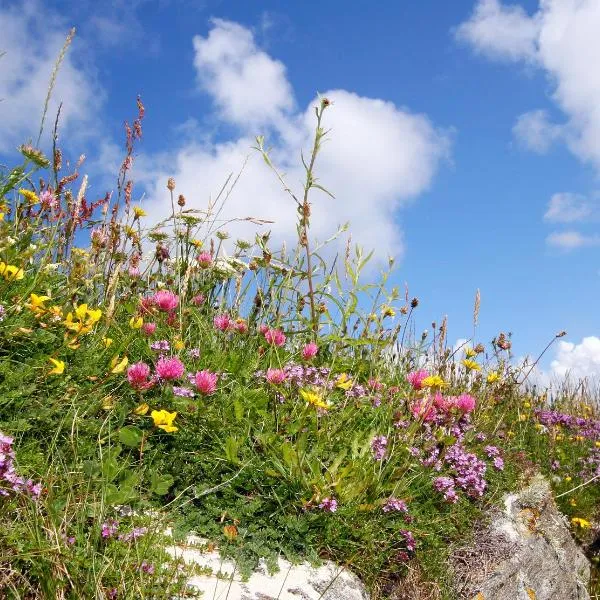 Meadow Cottage, hotell sihtkohas Belmullet
