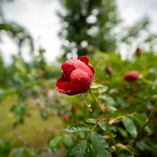 Apartmani Gorica, hotel in Fužine