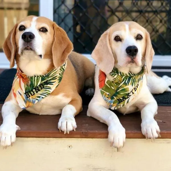 Bribie Getaway, Hotel in Bongaree