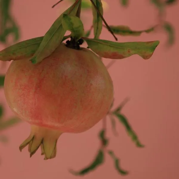 Η Ροδιά - Rodia, hotel in Ayios Nikolaos Sithonia