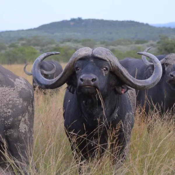 Bushwa Private Game Lodge, hotel in Behoudeniskloof