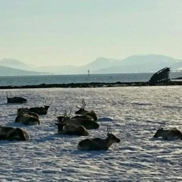 Warm and cozy cottage, Great location, hotel a Kvaløya