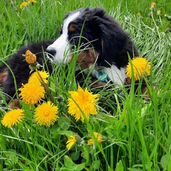 Haus Gmahblick Ferienwonungen, готель у місті Альпбах
