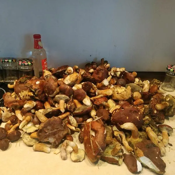 Grzyby, ryby, ferie, Własny pomost, kajak, kominek, grill, ognisko raj nad wodą, BRZÓZKI 1, hotel in Barkowice
