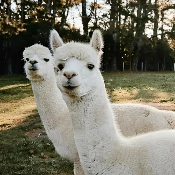 The Maple Lodge with Alpacas, Goats, Boars, Ducks & Chickens Farm Stay with Outdoor Pizza Oven, hotel v destinaci Robertson