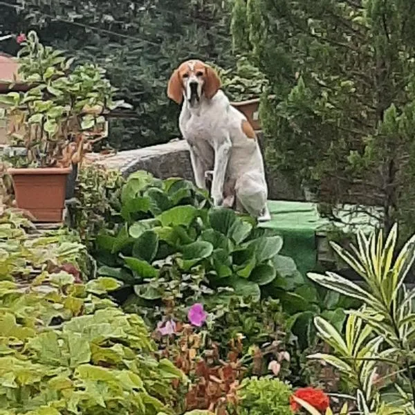 Guest House Vista, hotel in Sighnaghi