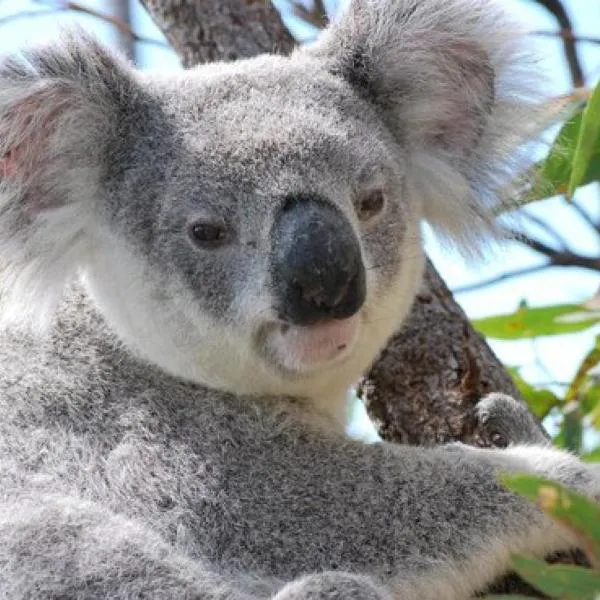 넬리베이에 위치한 호텔 COST EFFECTIVE ISLAND ESCAPE! Studio Unit, Nelly Bay