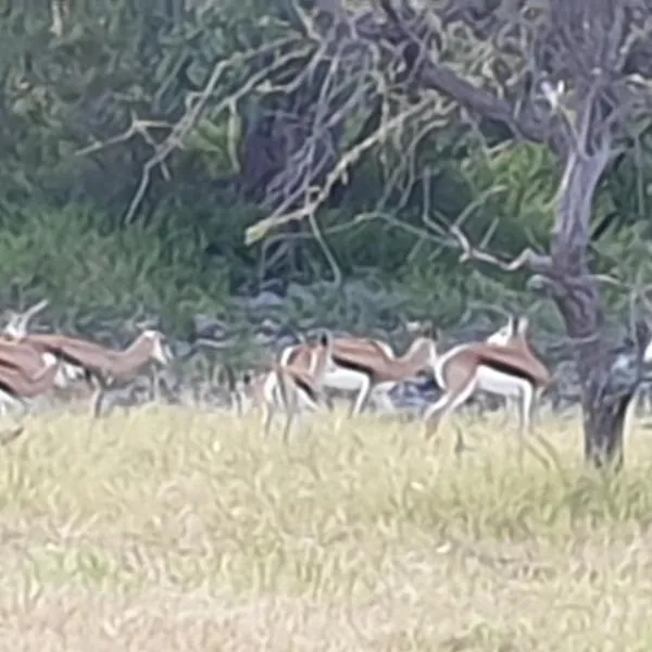Paradise Camp Delux Rooms, hotel v destinaci Groutfontein