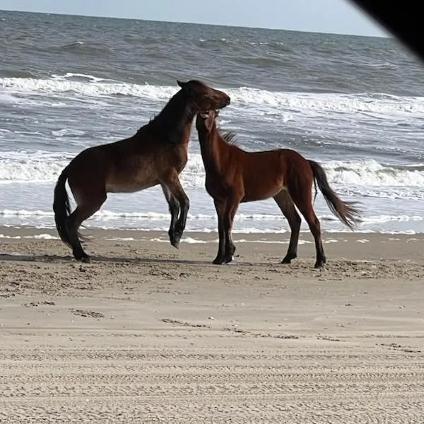 Wild Horse Inn, hotel in Corolla