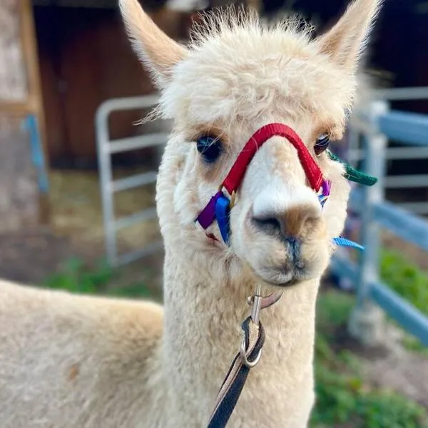 Mountview Alpaca Farmhouse, отель в городе Canungra