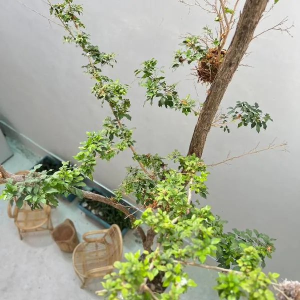 TreeHaus 38 Moulmein by SSL - Pulau Tikus Georgetown, hotel v destinaci George Town