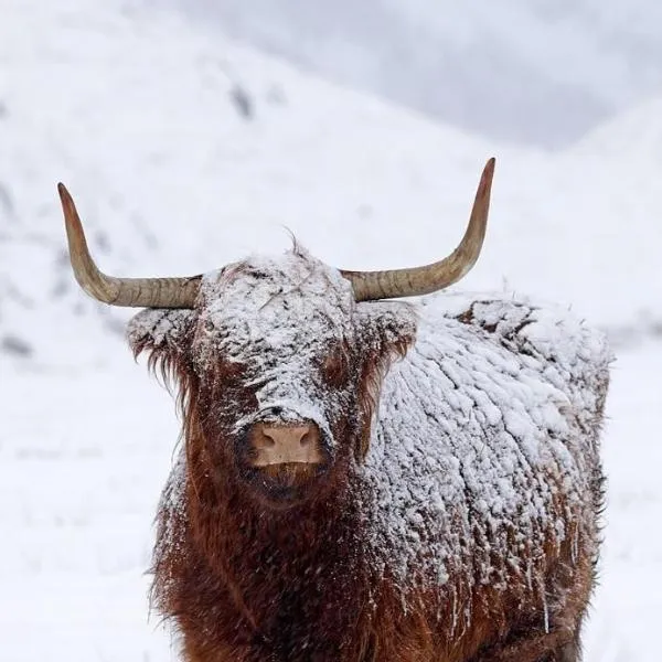 Ben Nevis Manor Lodge & Indoor Private Hot-Tub, hotel v destinaci Fort William