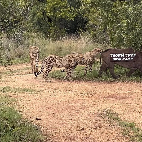 Thorn Tree Bush Camp, hotel em Klipdrift