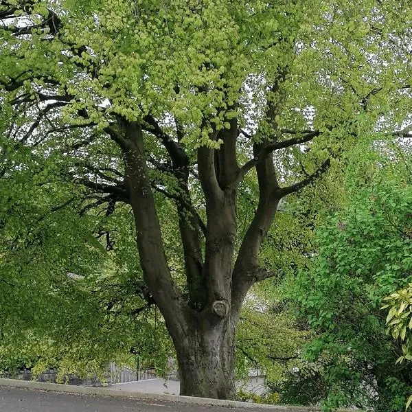 The Beeches – hotel w mieście Newry