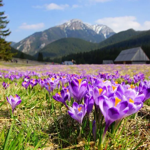Hotel Helios 300m od Krupówek nowy BASEN od 12 lipca – hotel w Zakopanem