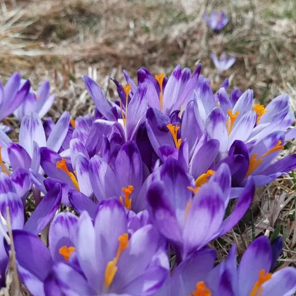 Góralska Chata przy Dolinie Chochołowskiej - gorąca balia, khách sạn ở Witów