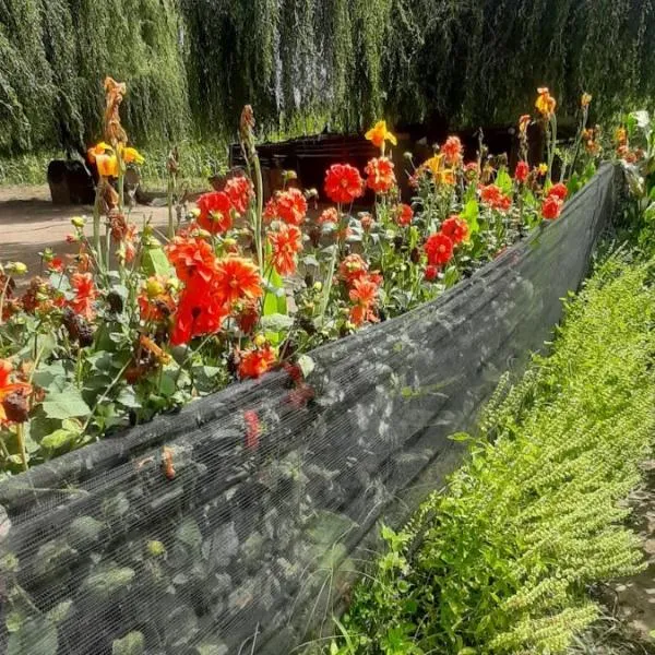 Lela colonia, хотел в Colonia Las Rosas