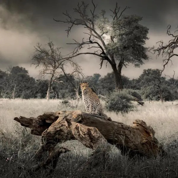 Big Cats Namibia Farmstay & Tours, hotel in Outjo