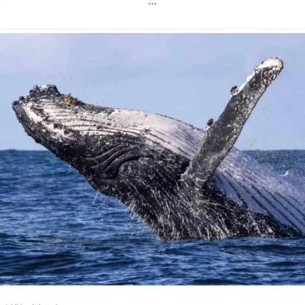 Turtle Cove Lake Front Cabin 300m To Beach, hotel sa Hervey Bay