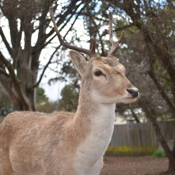 Deer Park Motor Inn Armidale, hotel v destinaci Armidale