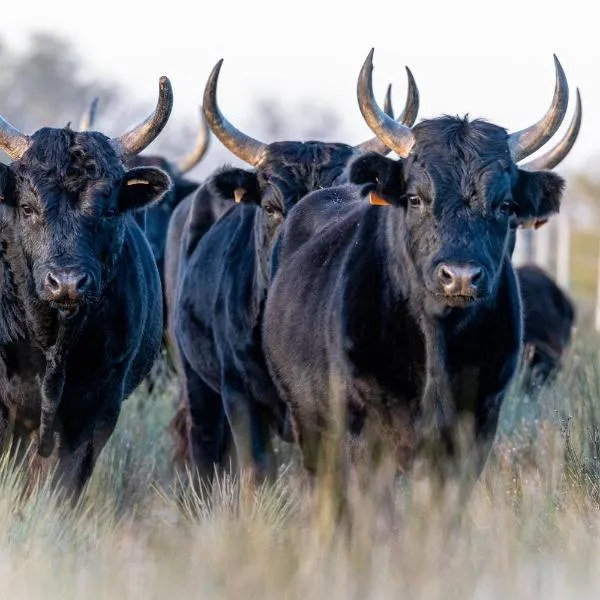 MANADE SAINT LOUIS Mas de La Paix, отель в городе Montcalm