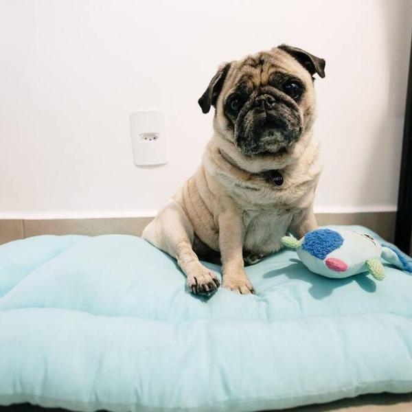 Apê Pet Friendly | Completo e Aconchegante - Foto 3