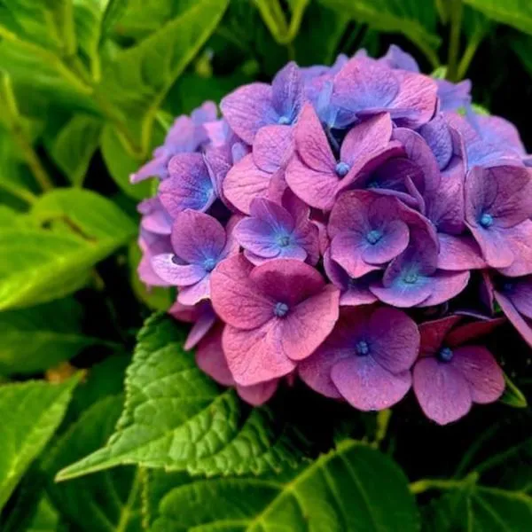 Casa das Hortênsias, hotel in Cerdeira