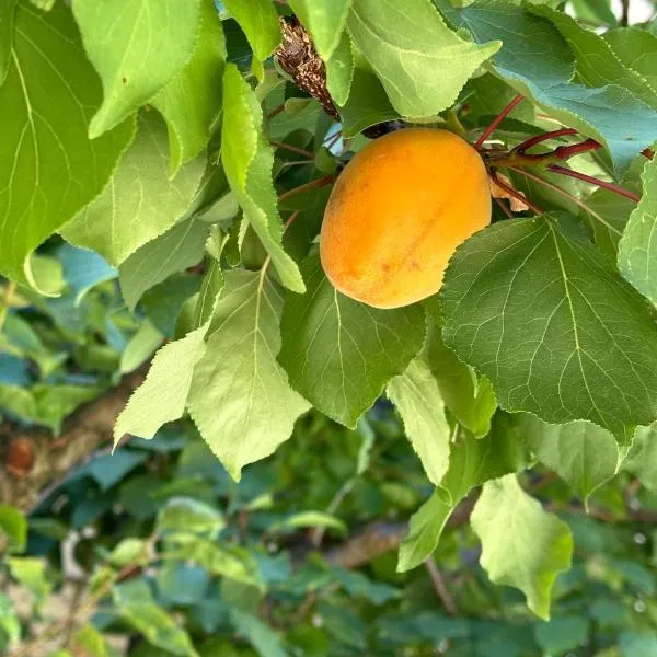 Albicocca، فندق في فالكونارا ماريتيما