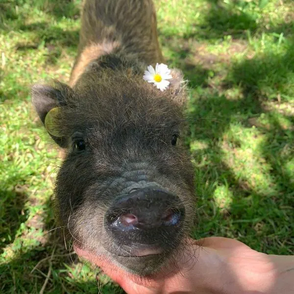 Butterflies Rest, ξενοδοχείο στο Γκούμπιο
