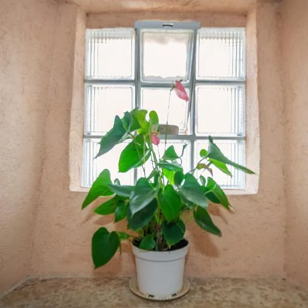 Dila apartment – hotel w Bašce