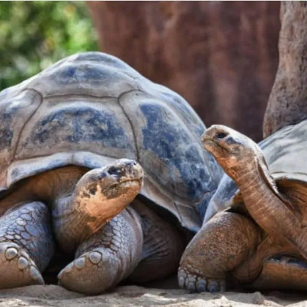 L'appartement des tortues, hotel v destinaci Chateaubriant